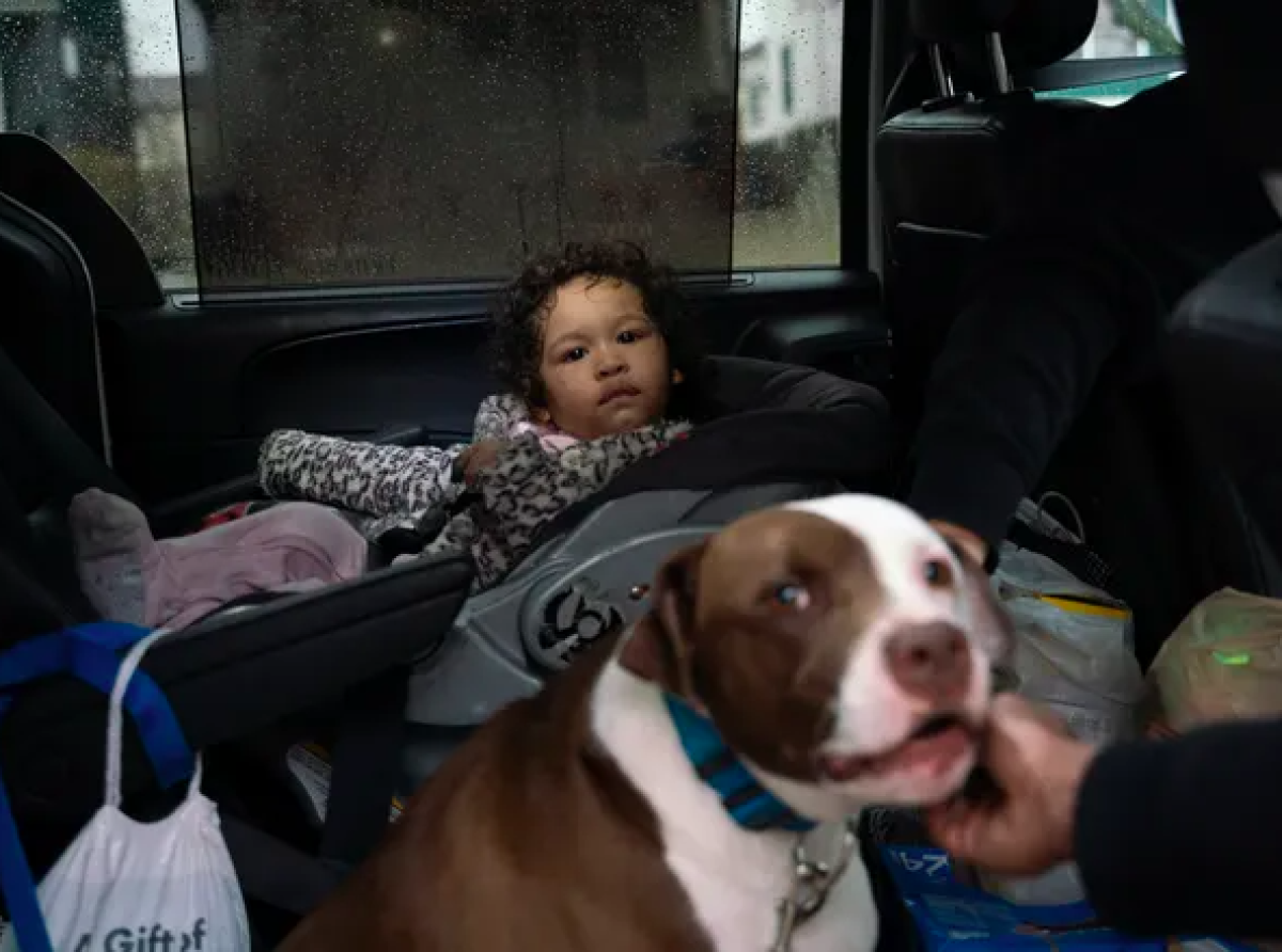 Former street dog Blue saved a baby girl during a fire In Detroit. 